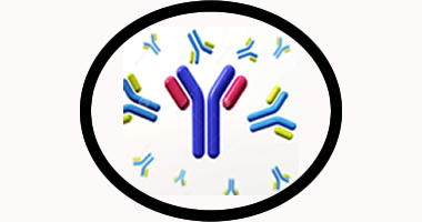 autoimune foto.fw .png